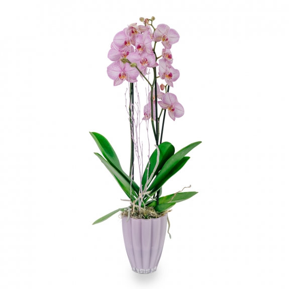 Pink orchid phalaenopsis